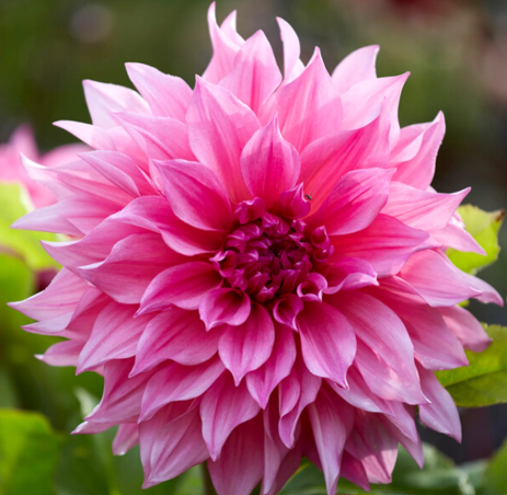 Cafe Au Lait Rose