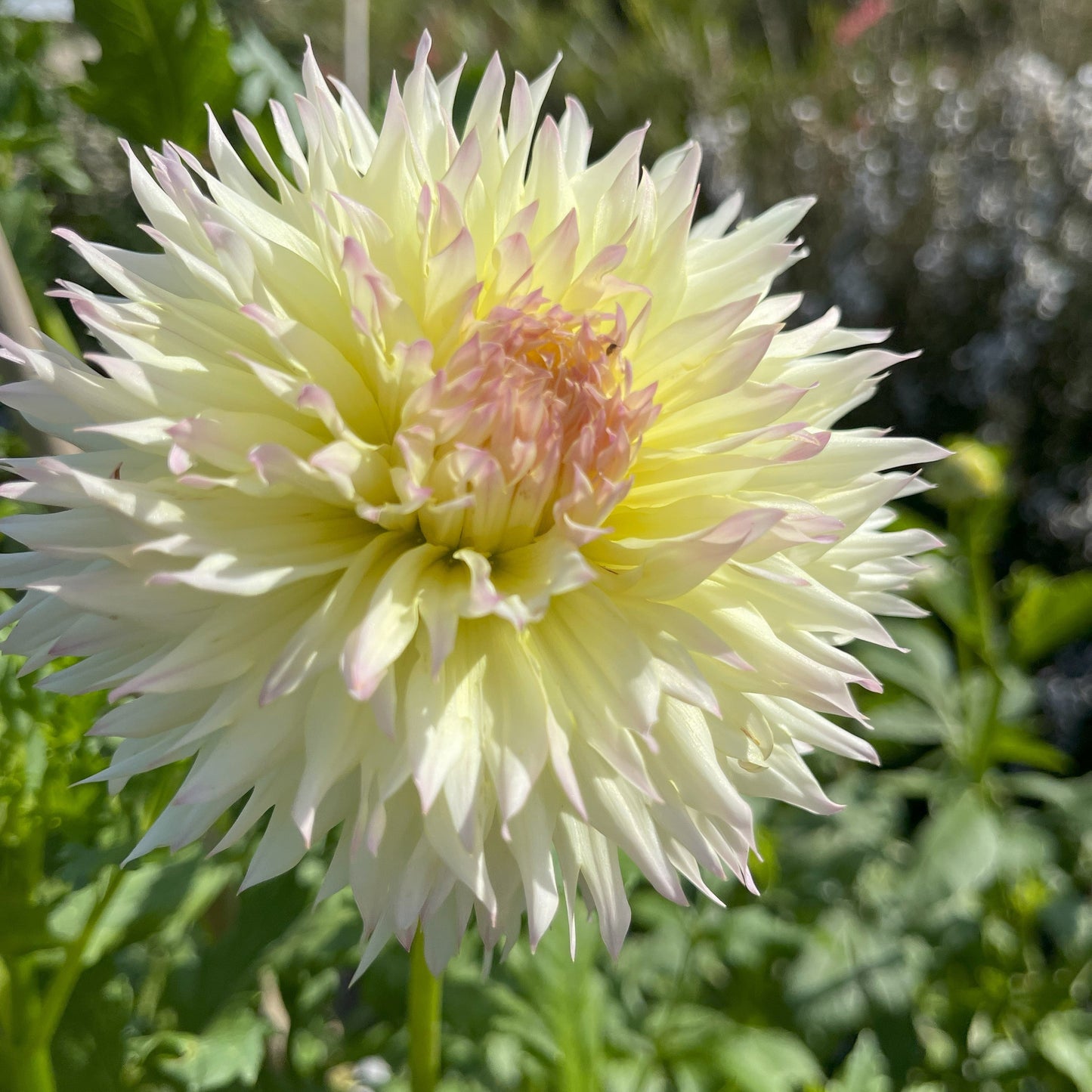 Citron du Cap