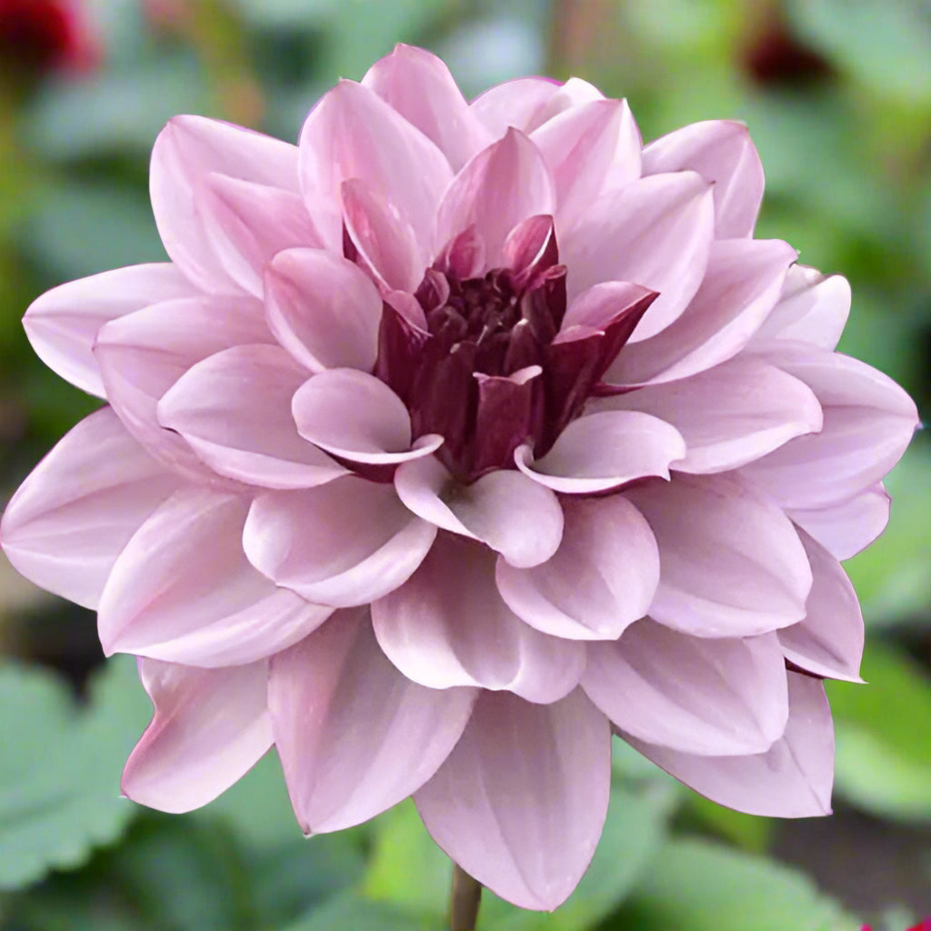 Cream de Cassis