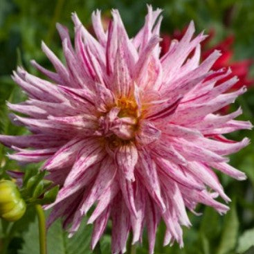 Hollyhill Candy Stripe (unverified)