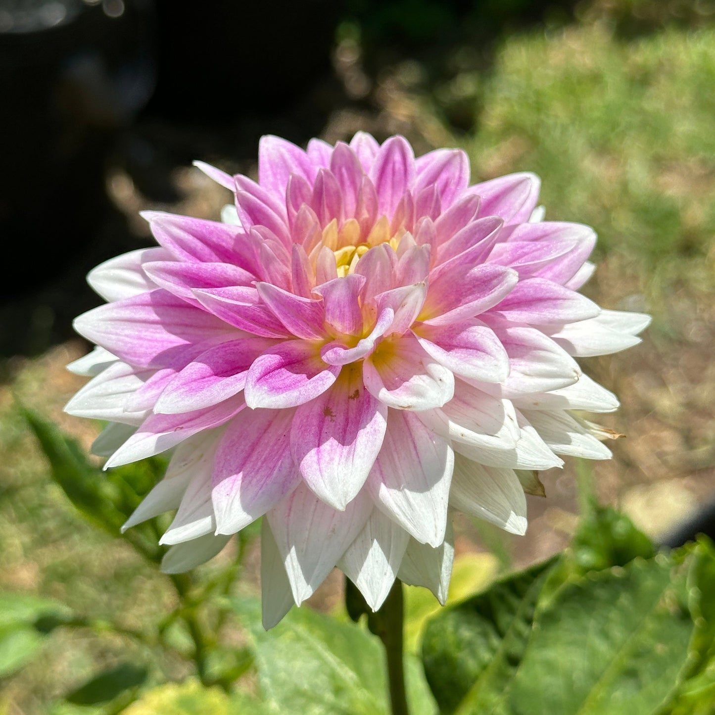 BJs Dusty Rose