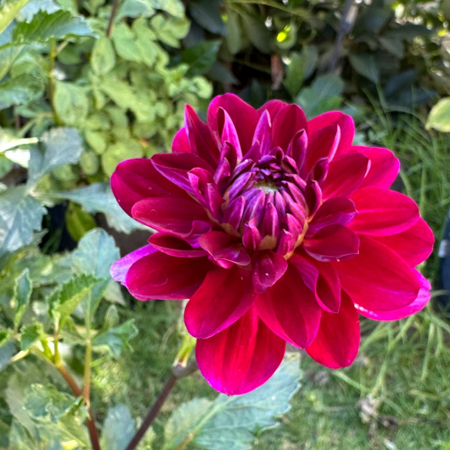 Sandia Bertha