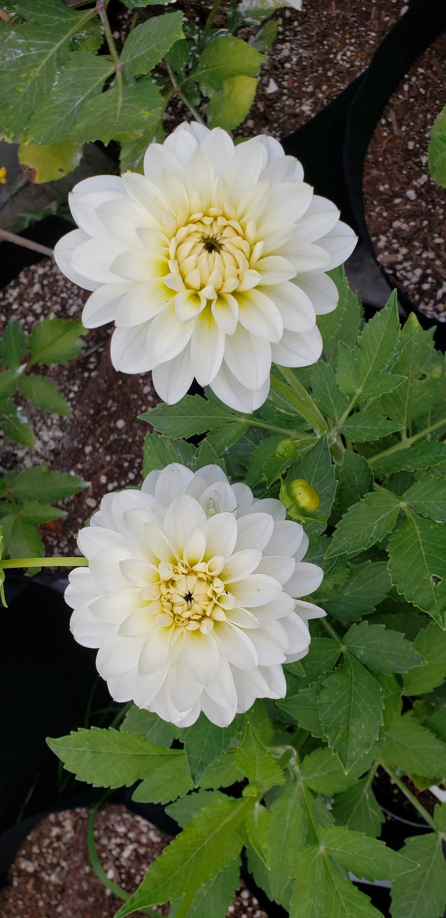 Bride to be (unverified)