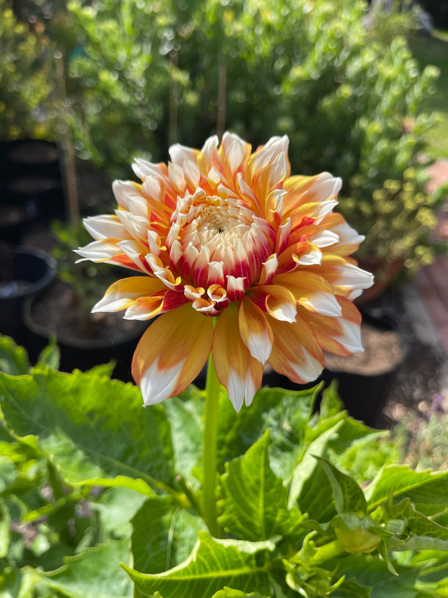 Bloomquist Candy Corn