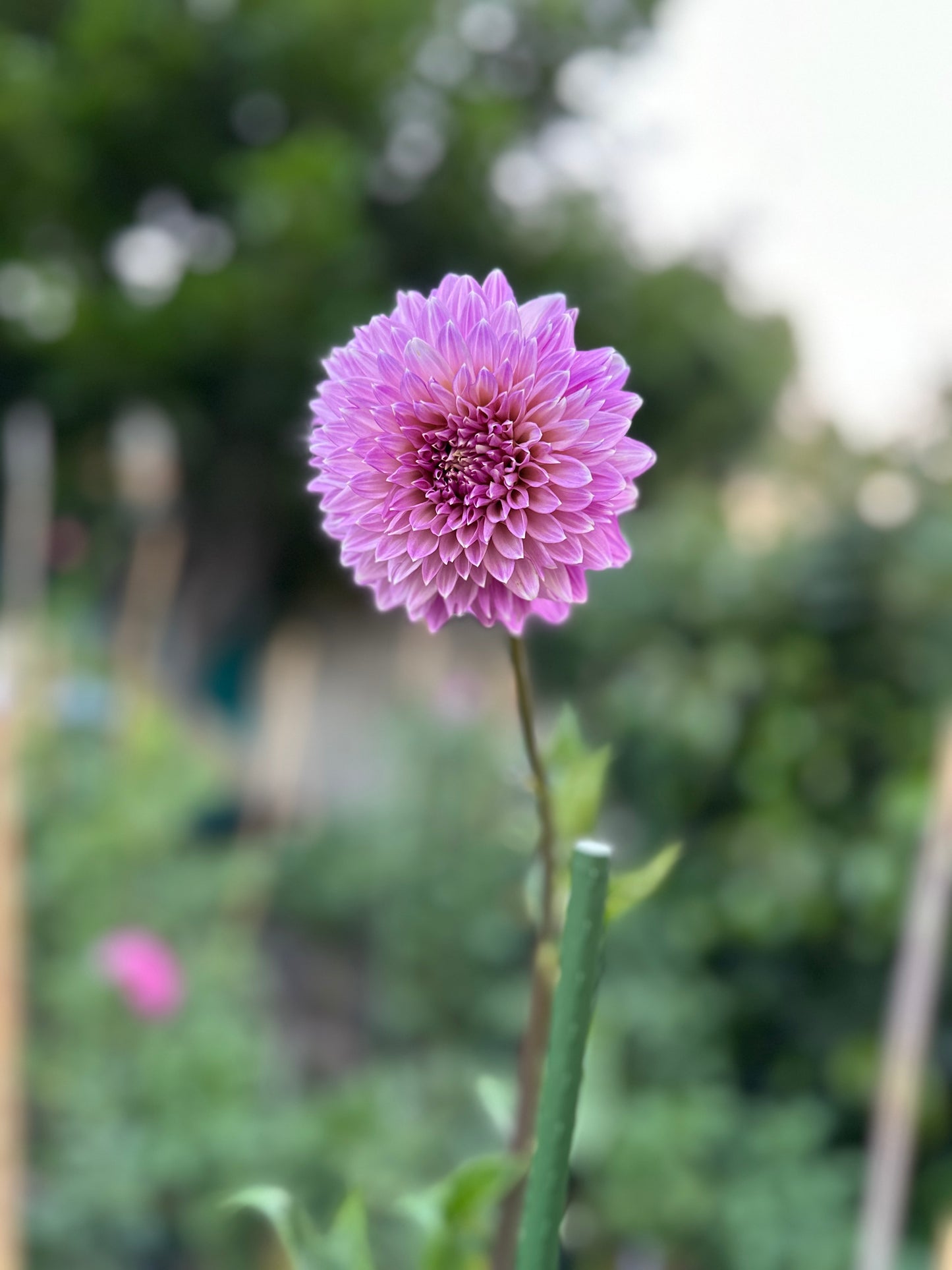 Bloomquist Clear Delight