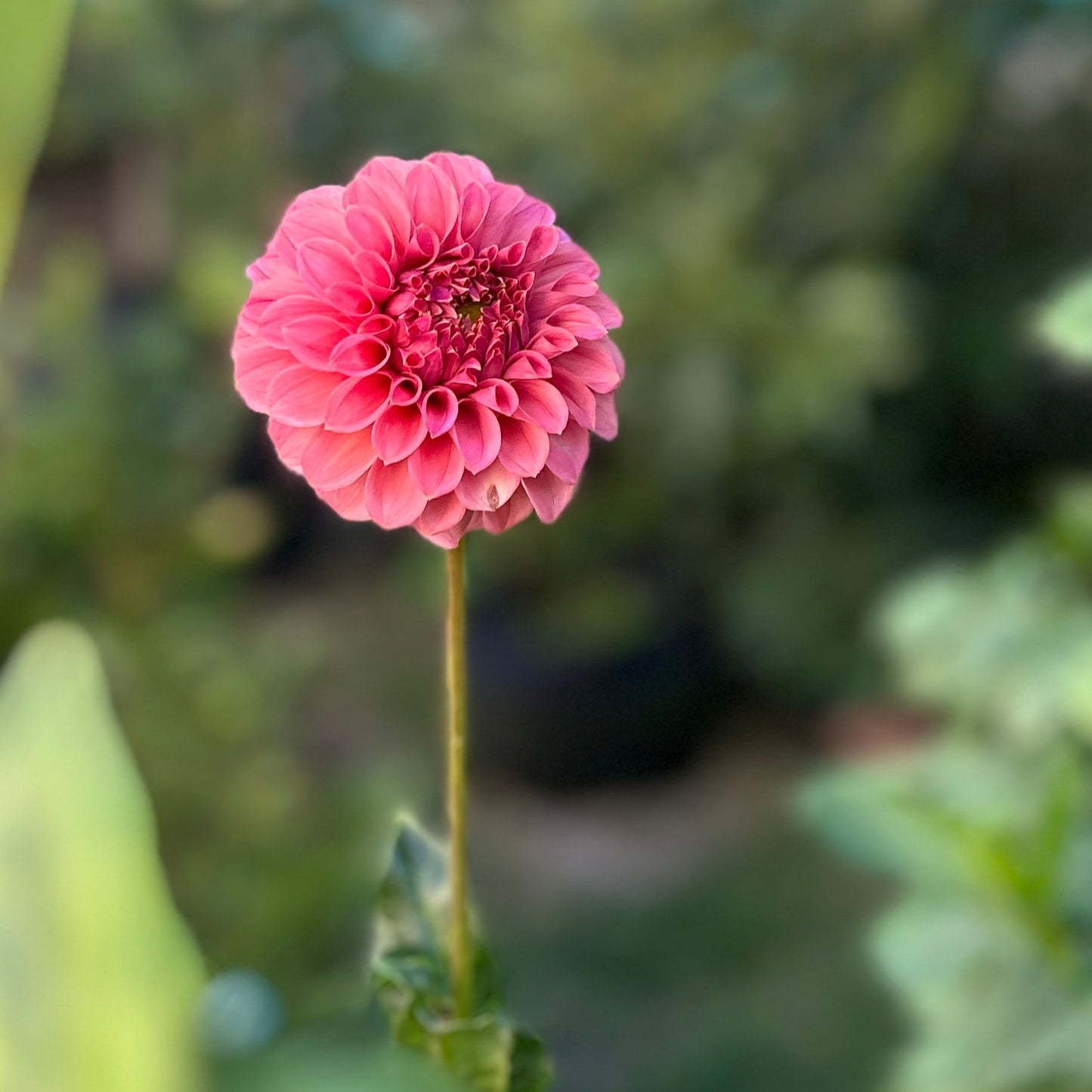 KA™ Keltie Rose