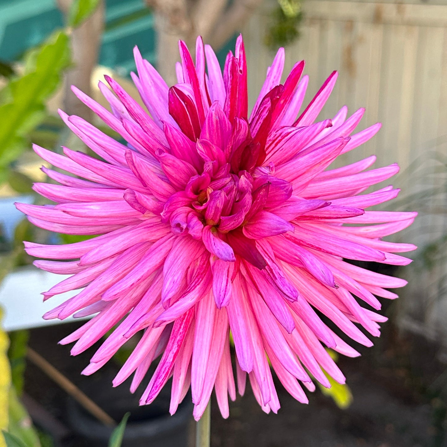 Sandia Barbie