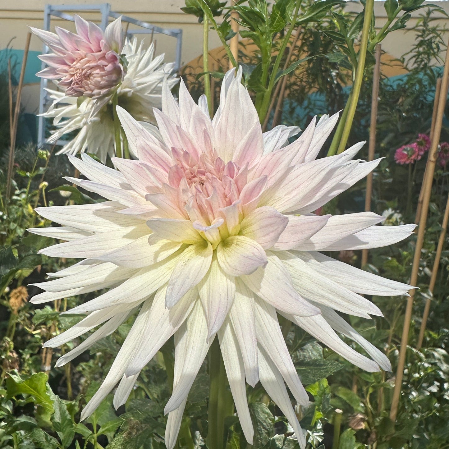 Sandia Stargazer
