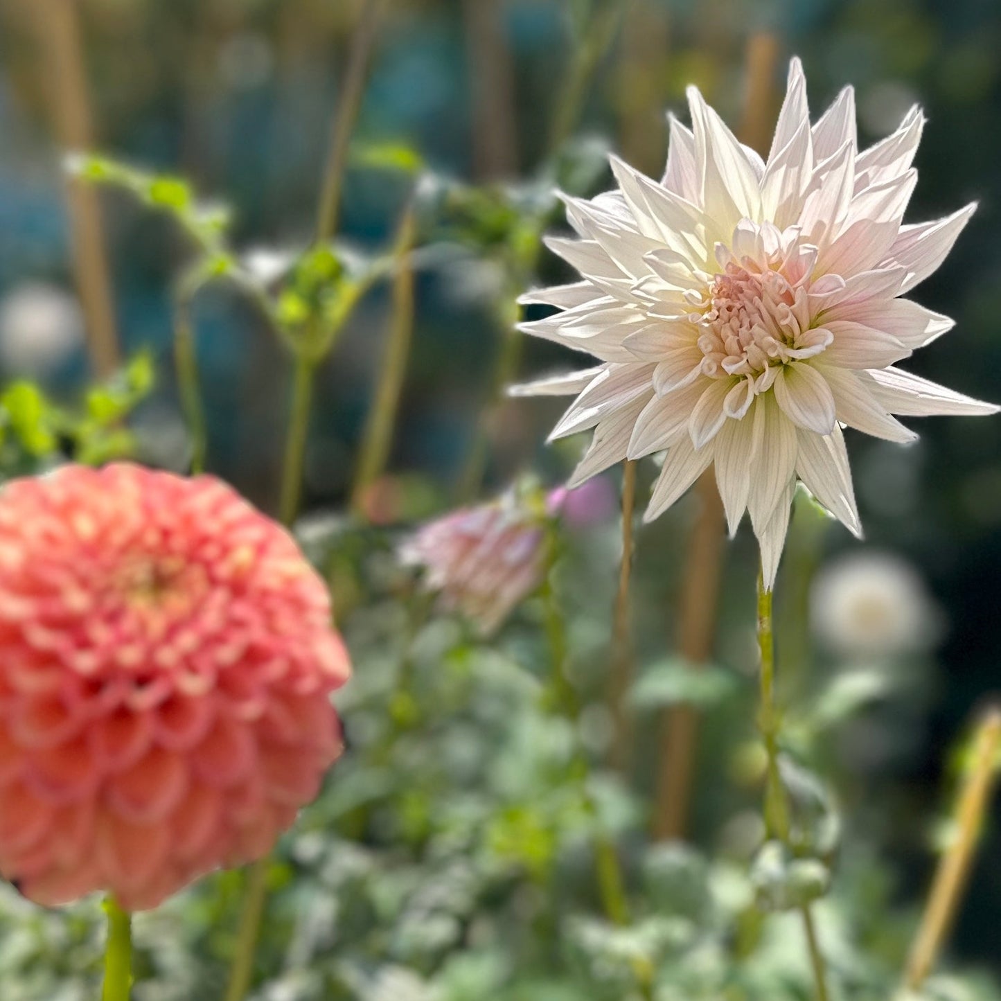 Sandia Stargazer