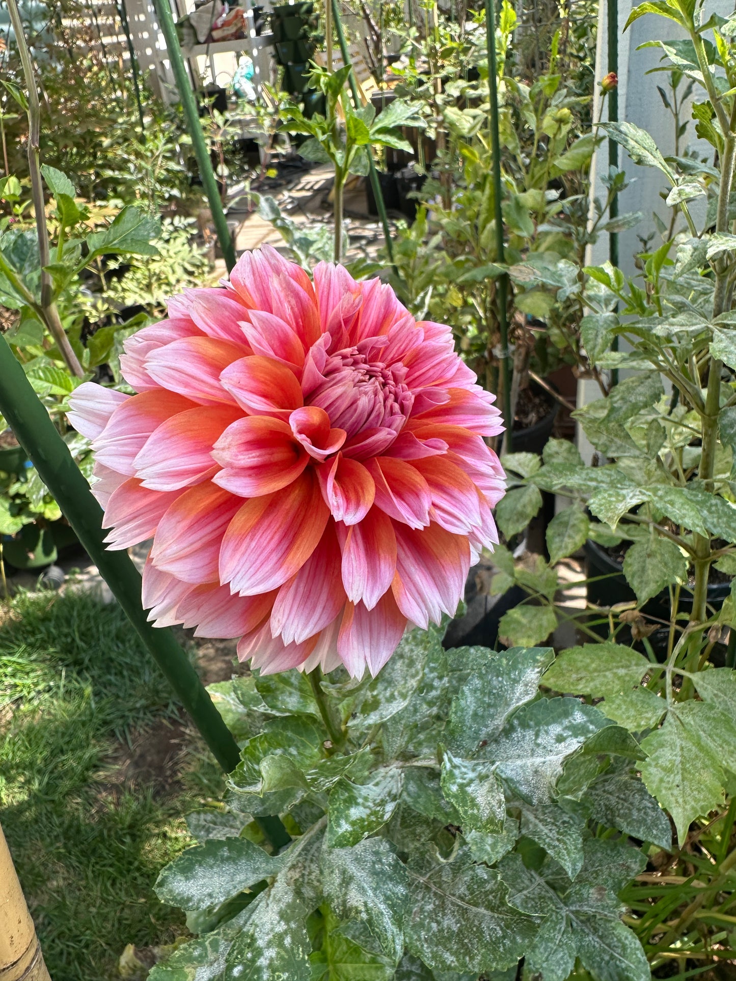 Robann Creamsicle