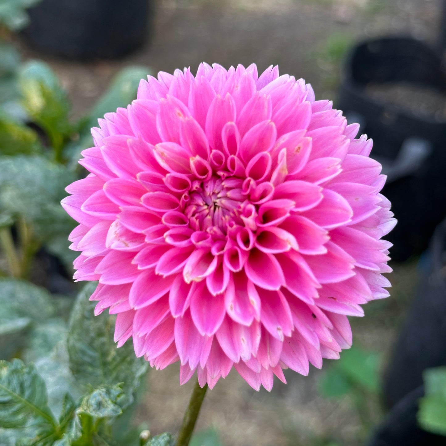 Pink Sylvia aka Sandra