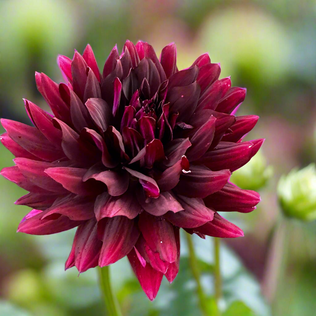 Hollyhill Black Beauty