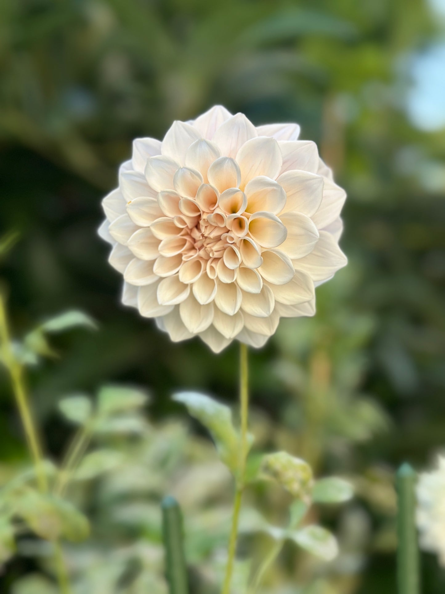 KA™ Pearl