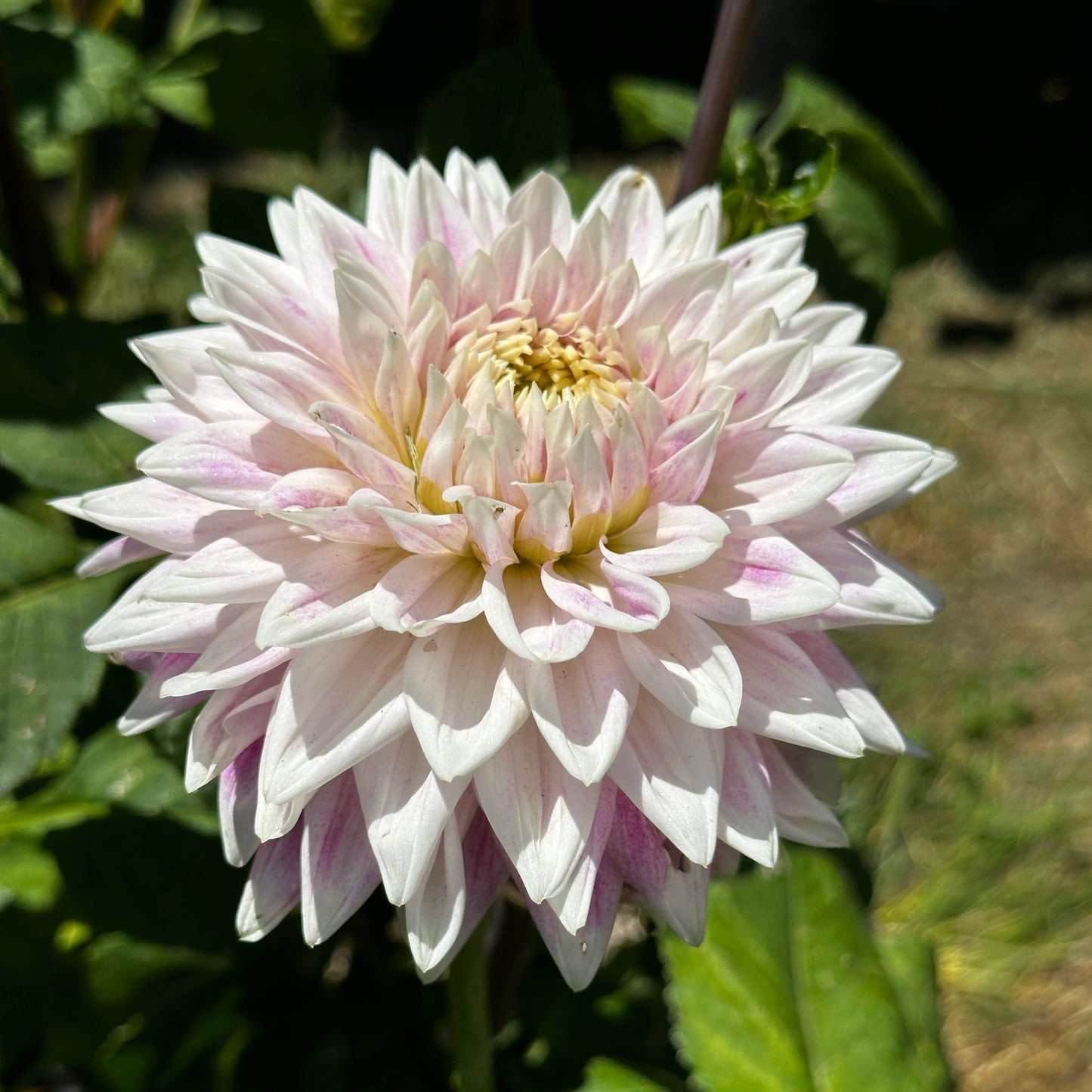 BJs Dusty Rose