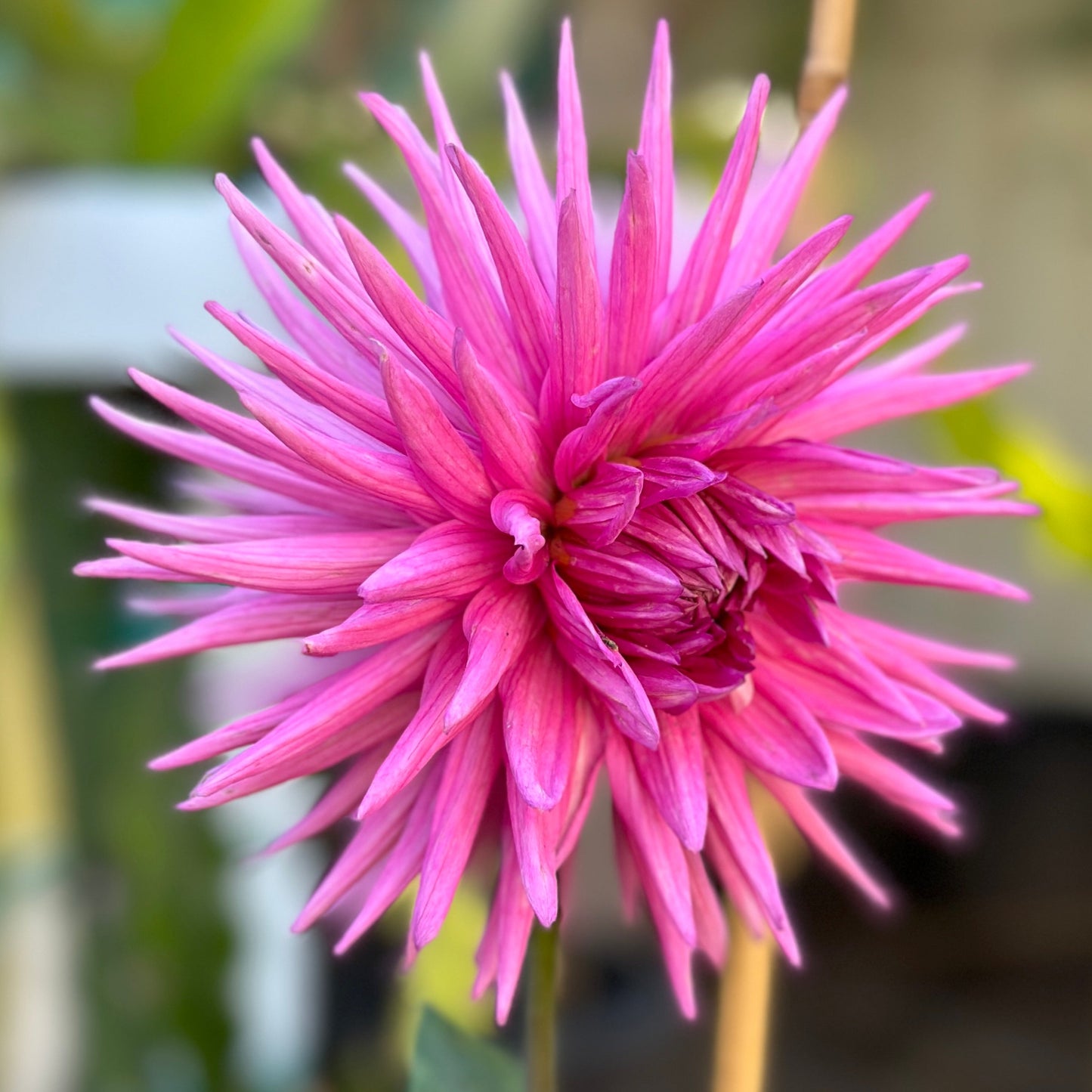 Sandia Barbie