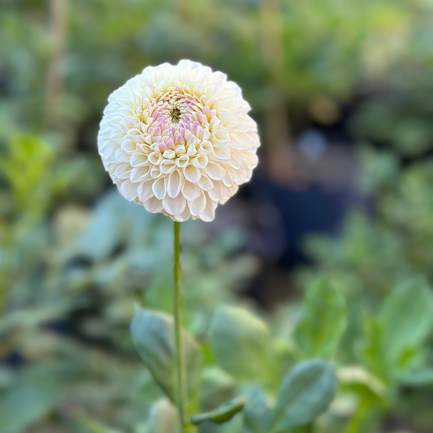 Hollyhill Miss White