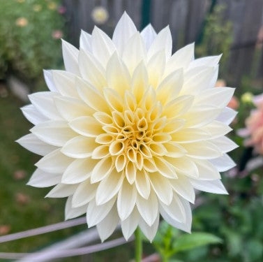 Cafe au lait Mini aka Jolene