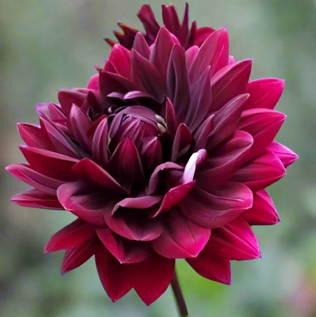 Hollyhill Black Widow