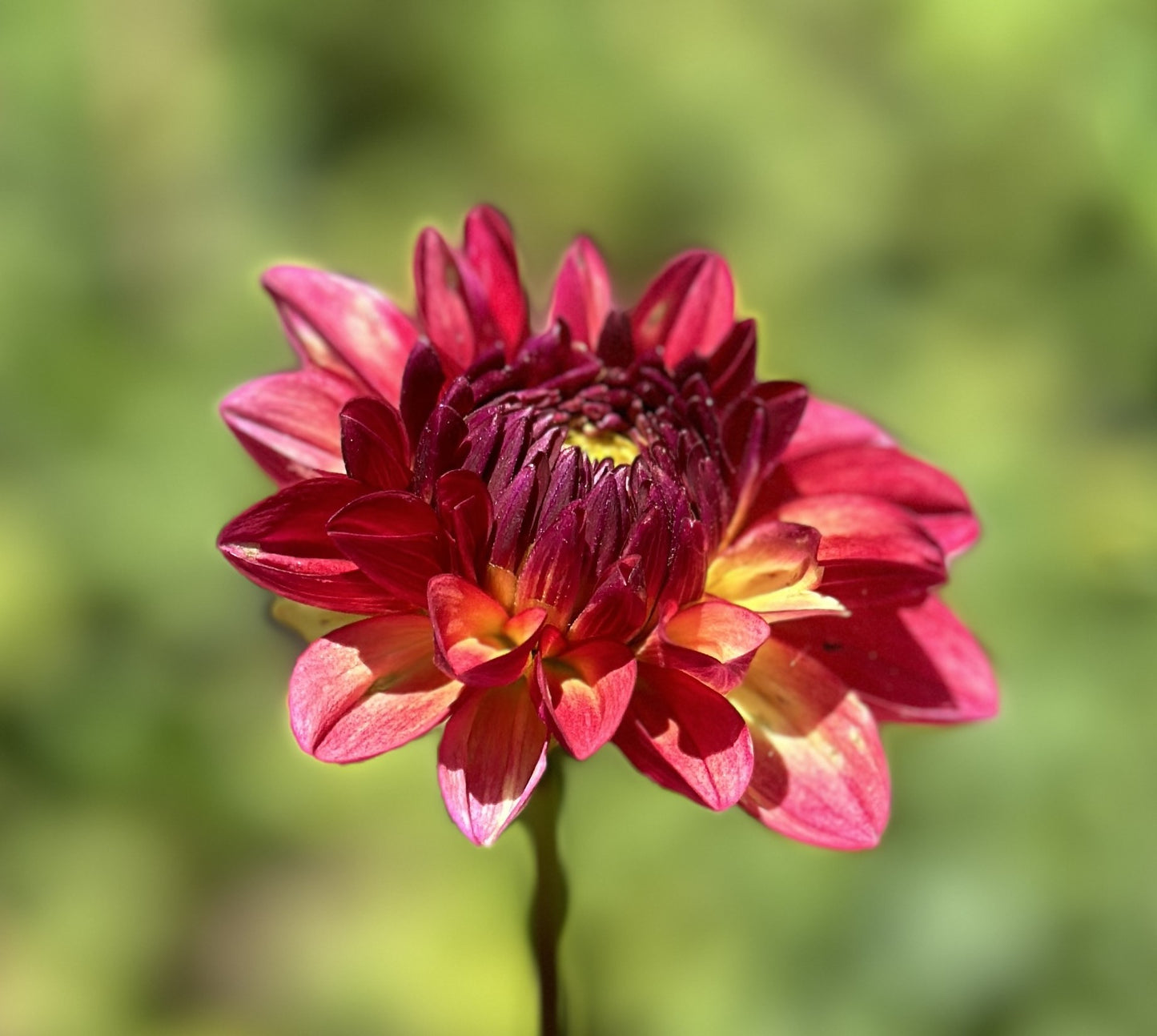 Bloomquist Footloose (clump)