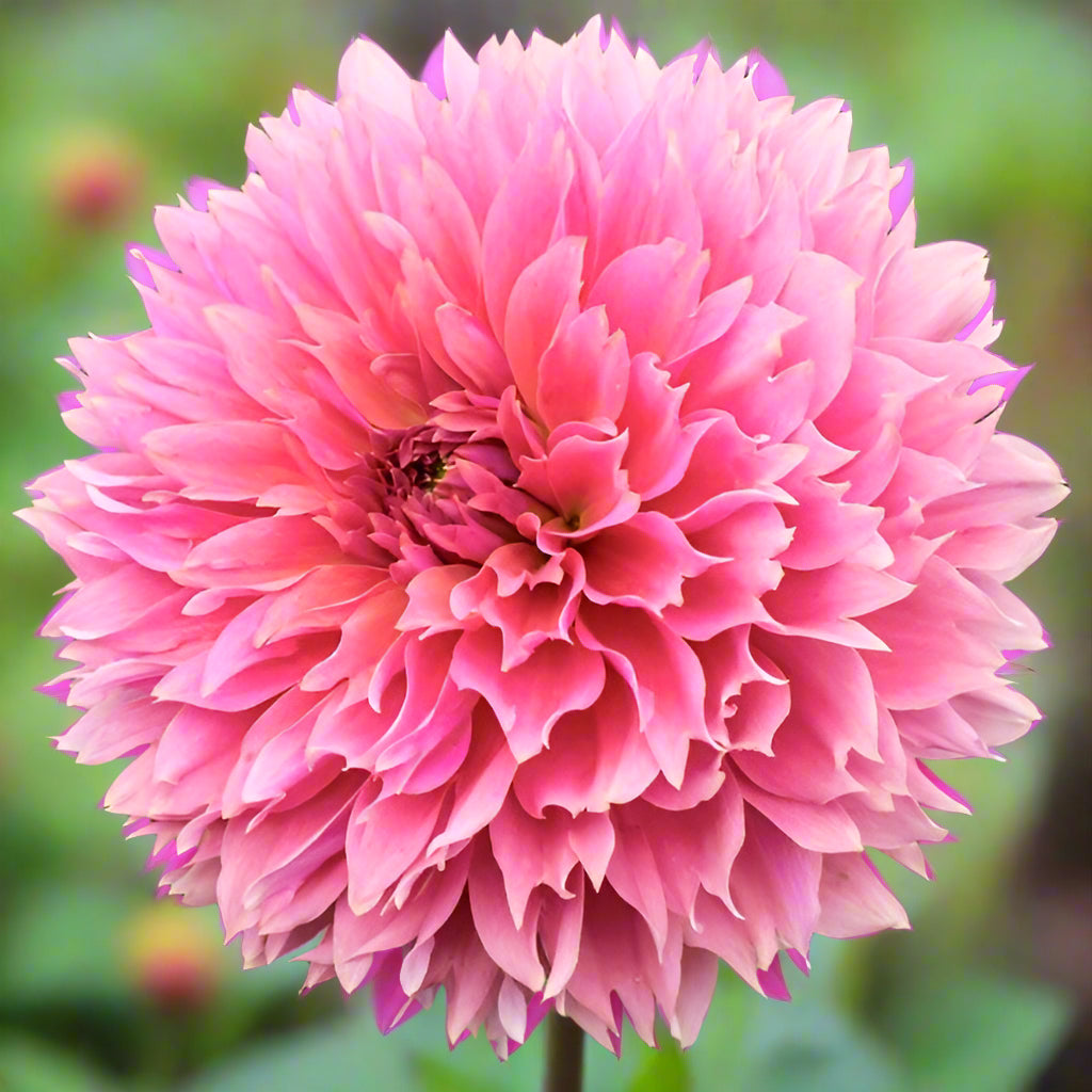 Fubuki Sakura (unverified)