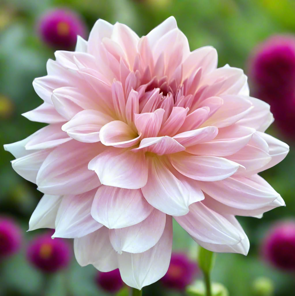 Fairway Pilot (unverified)