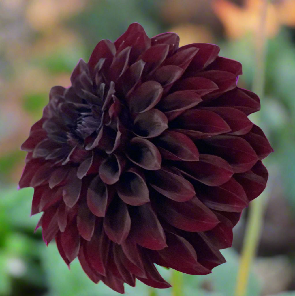 Fildago Blacky (unverified)