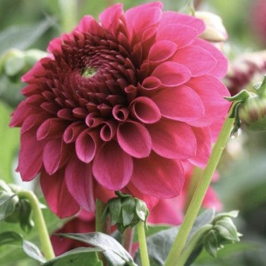 Perch Hill (unverified)