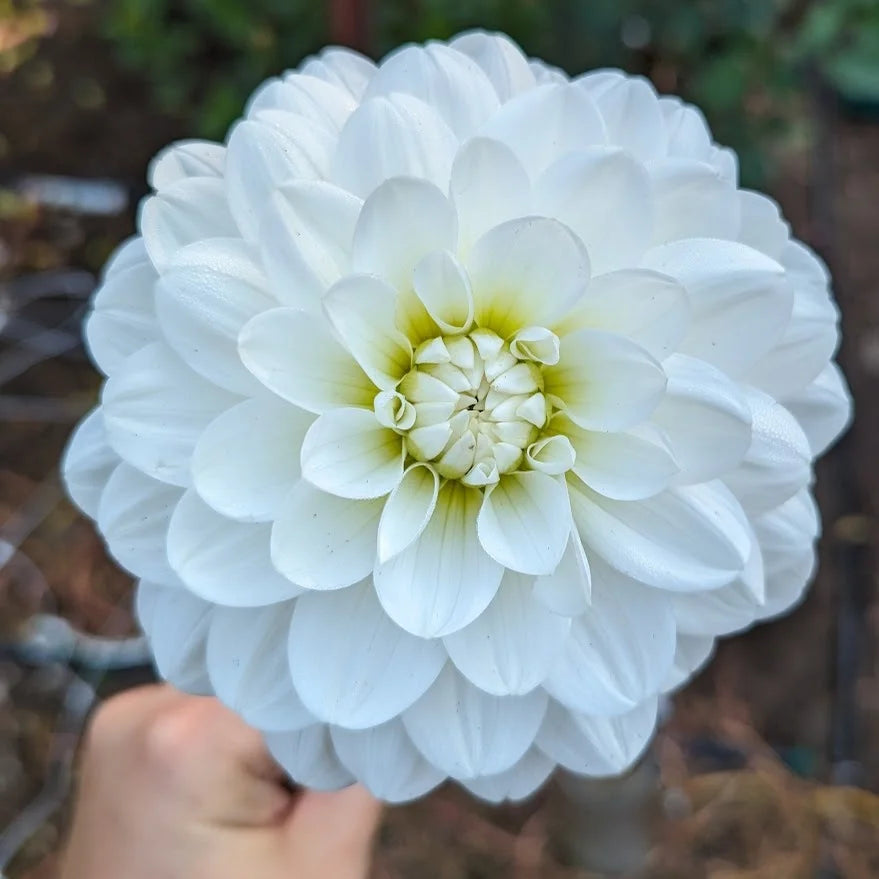 Bride to be (unverified)