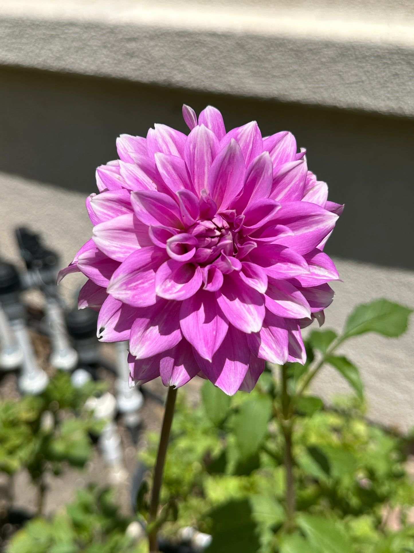 WB’s Misbehavin’