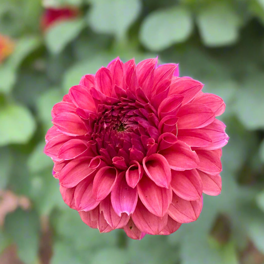 KA™ Keltie Rose