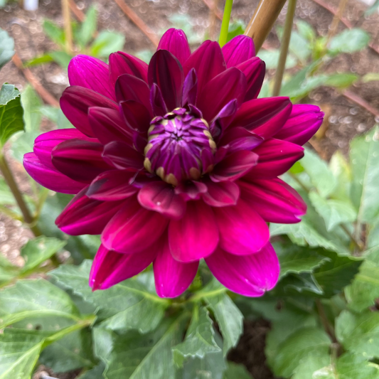 Sandia Bertha