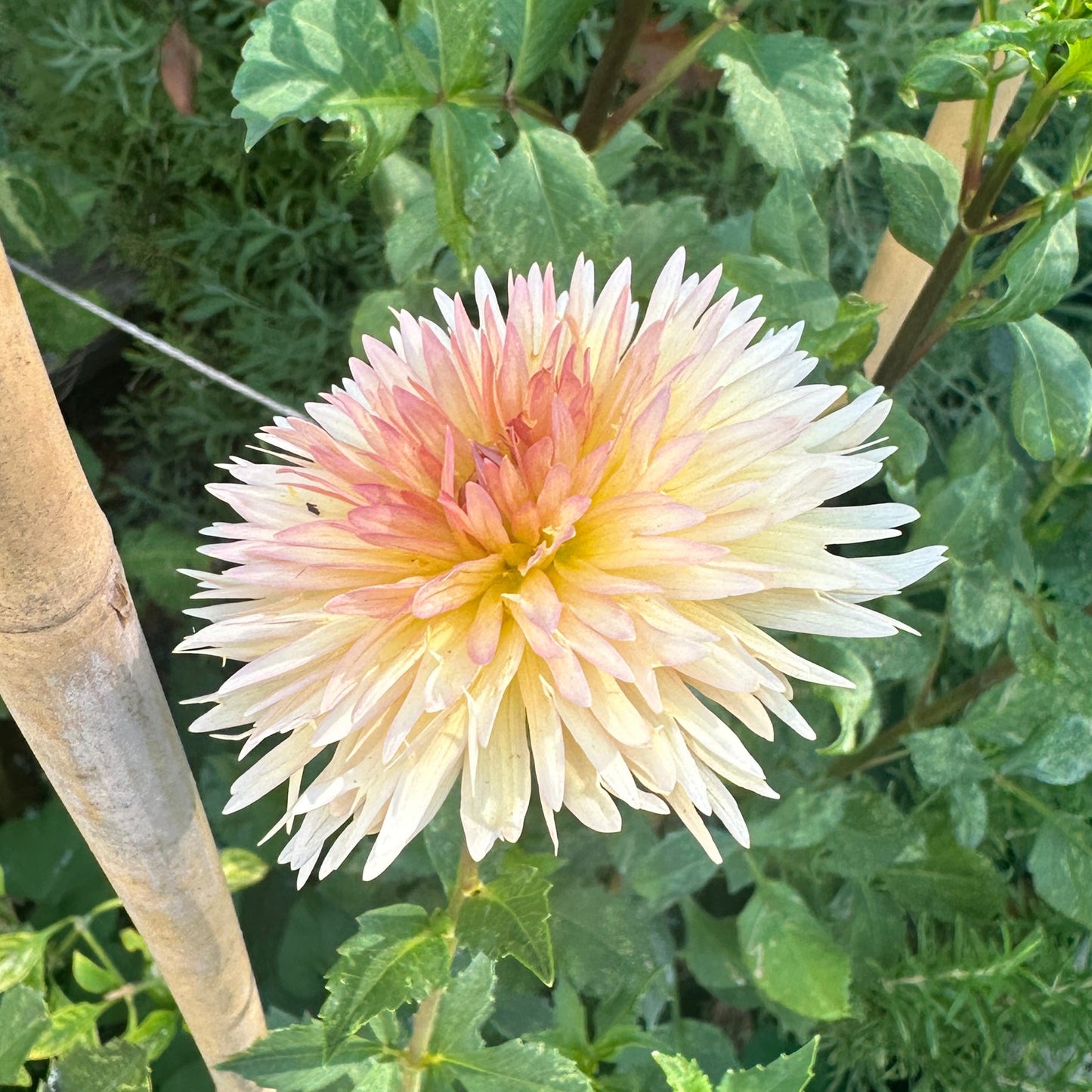 Lakeview Peach Fuzz