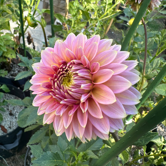 Skipley Spot of Gold