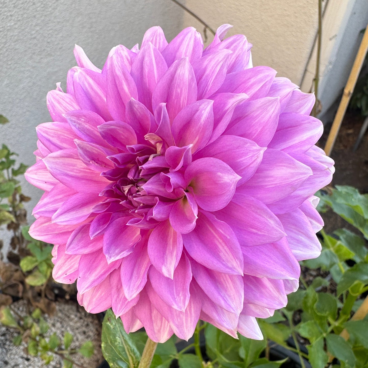 WB’s Misbehavin’