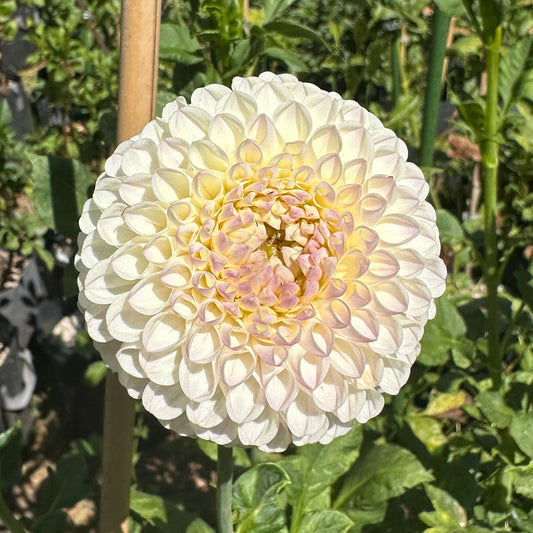 Hollyhill Miss White