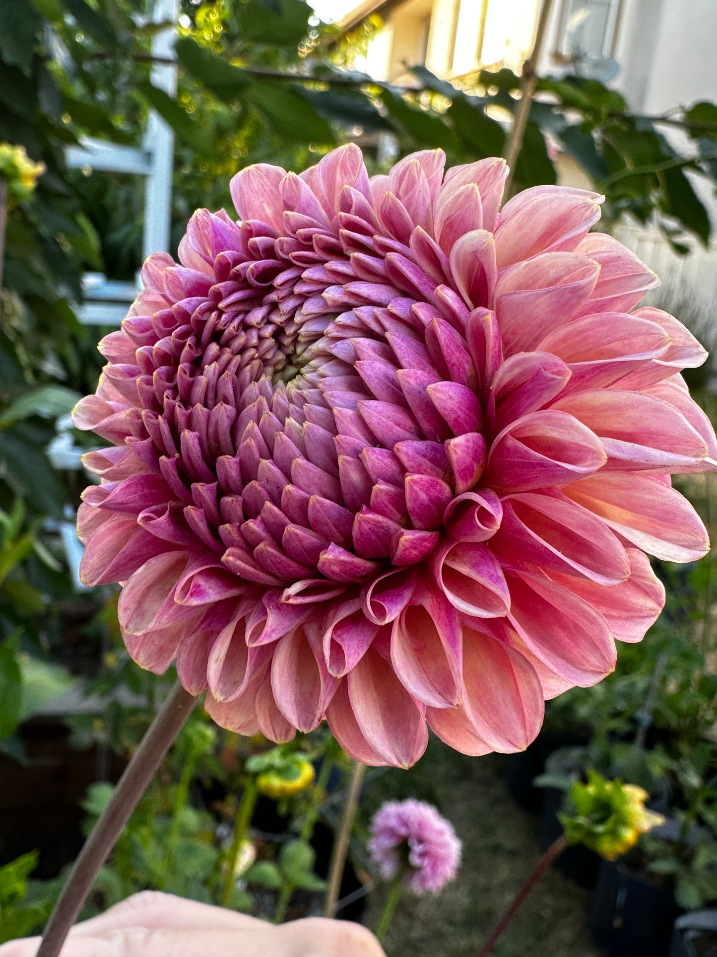 Bracken Rose (US) (small clump)