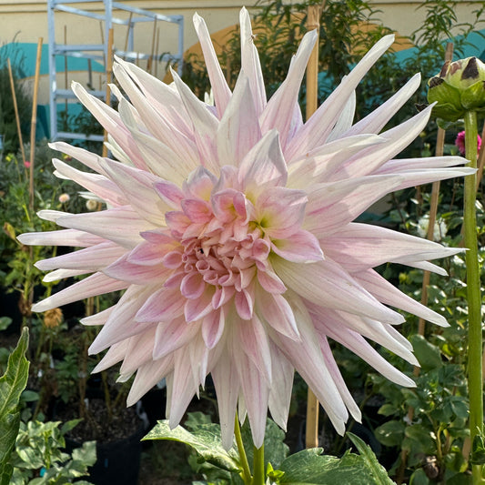 Sandia Stargazer