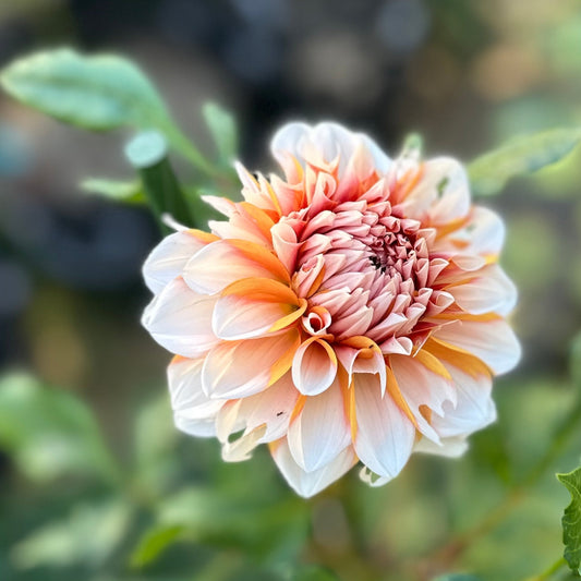 Hollyhill Orange Ice