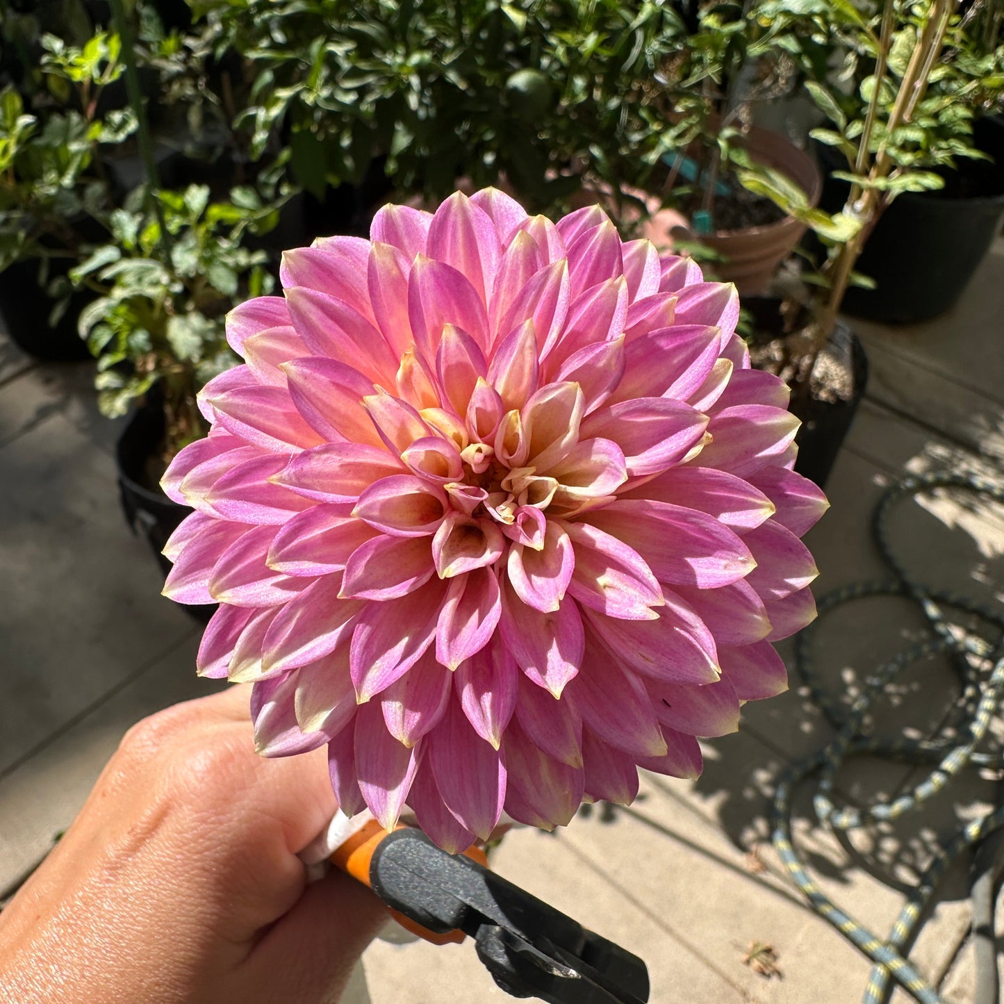 Skipley Spot of Gold