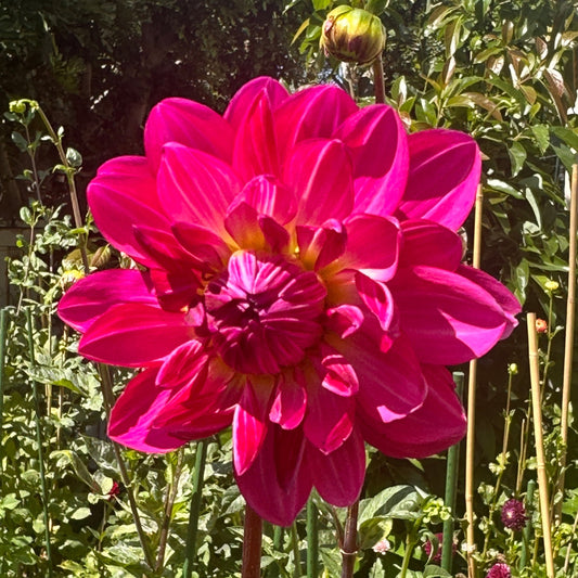 Sandia Lillian