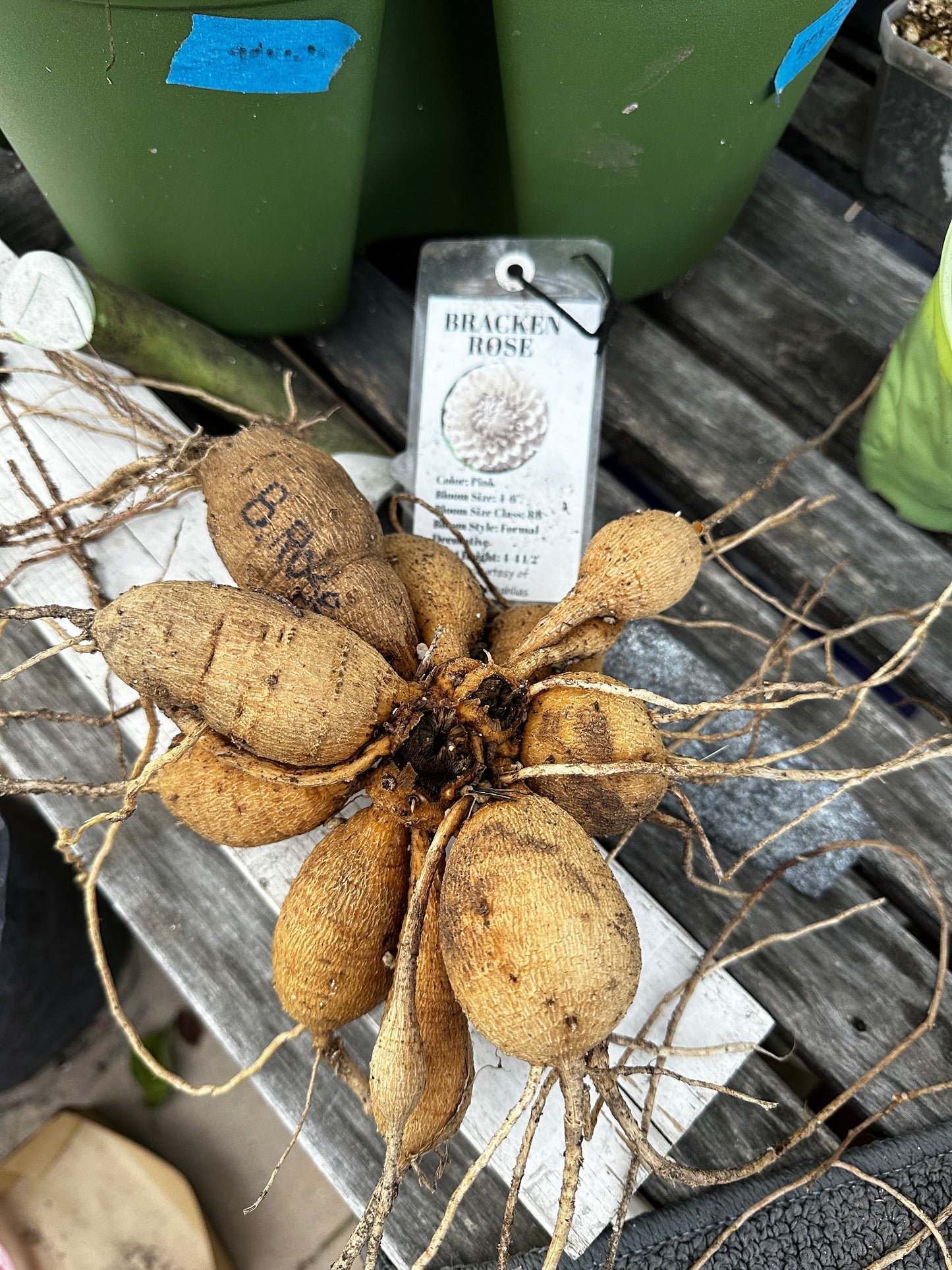 Bracken Rose (US) (small clump)