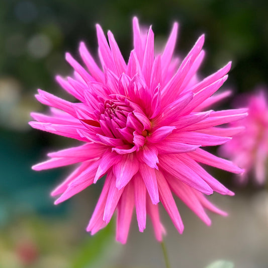 Sandia Barbie