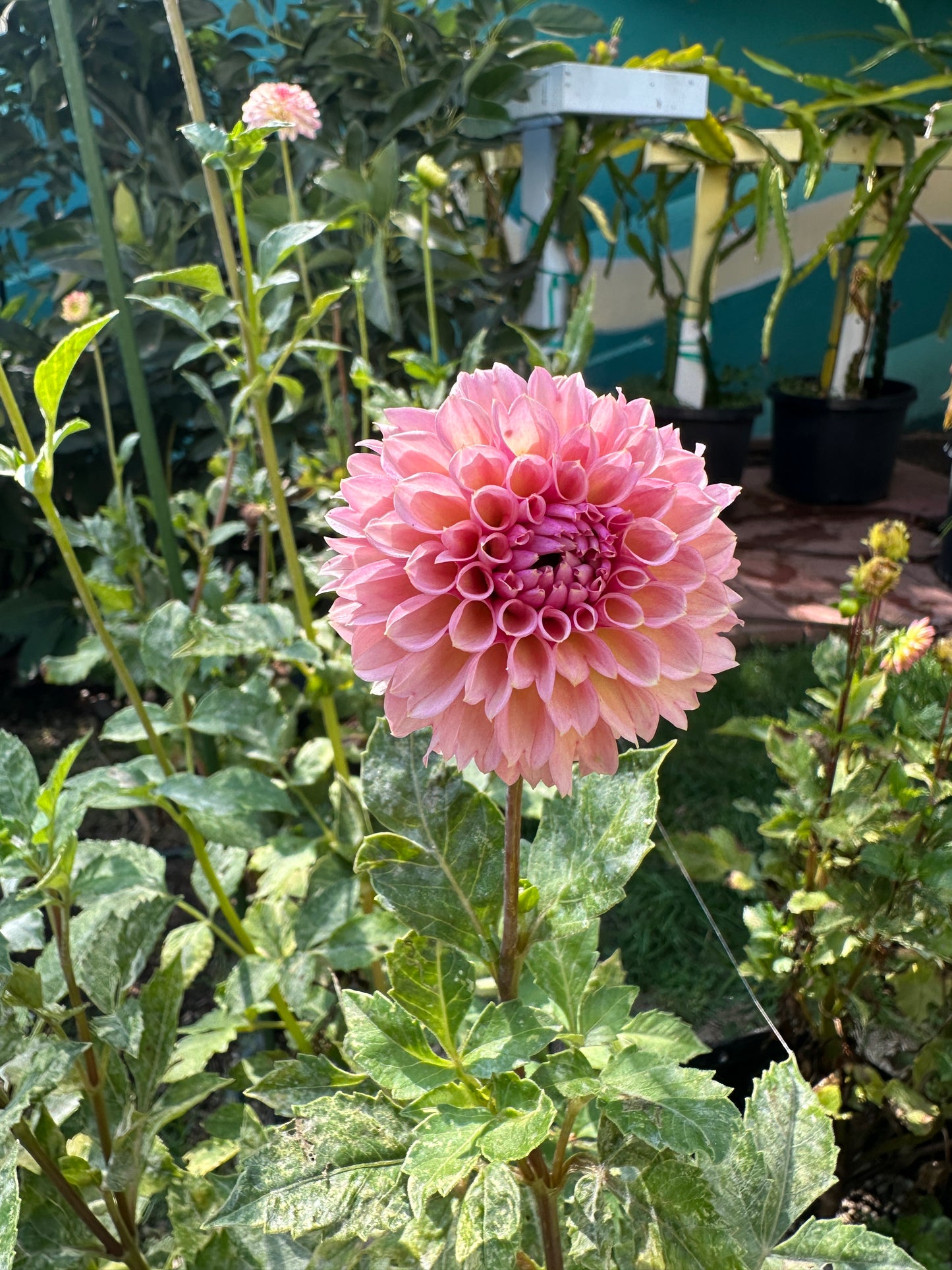 Bracken Rose (US) (small clump)