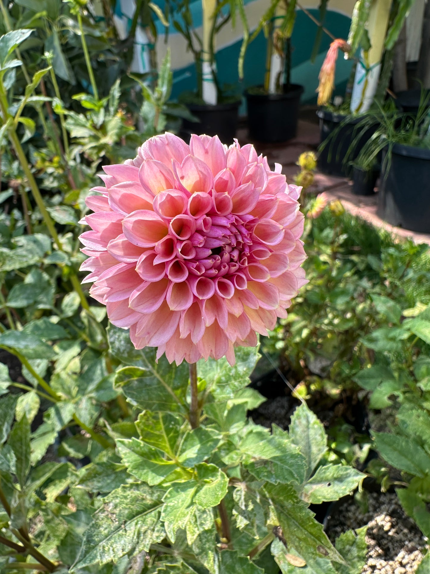 Bracken Rose (US) (small clump)