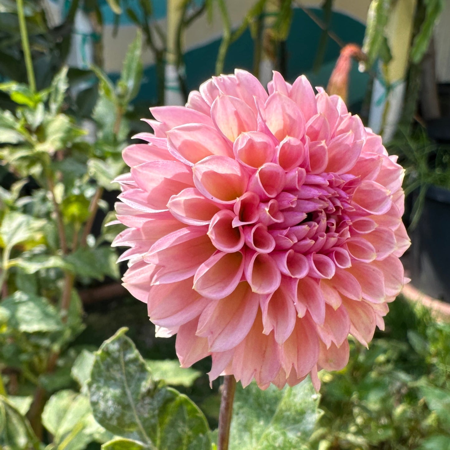 Bracken Rose (US) (small clump)