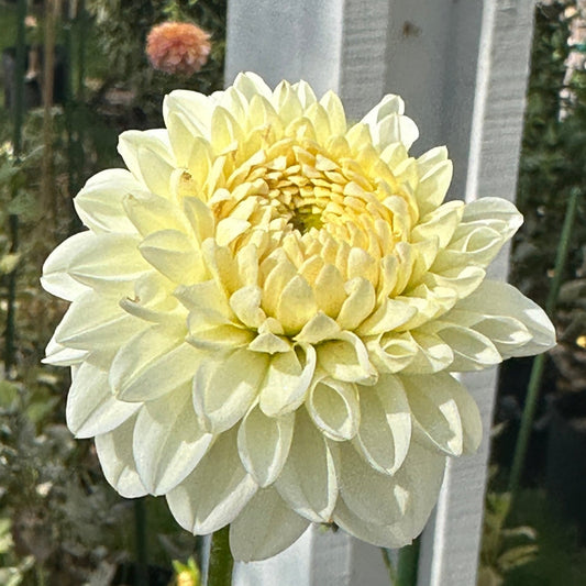 Ferncliff Crevase