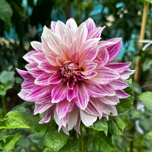 Cafe Au Lait Royal