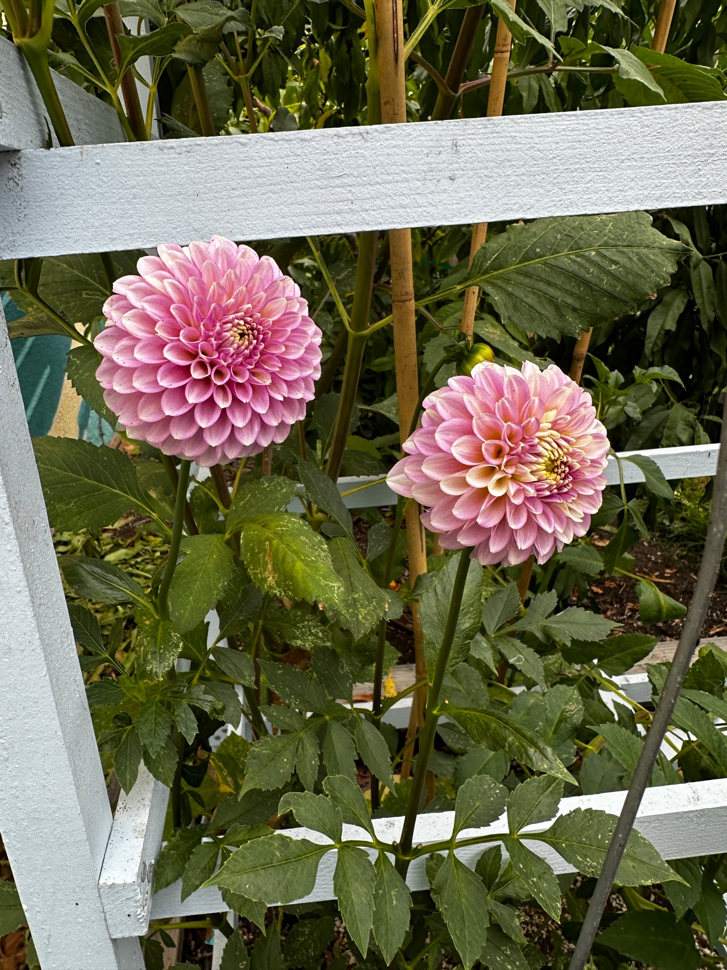 Skipley Spot of Gold