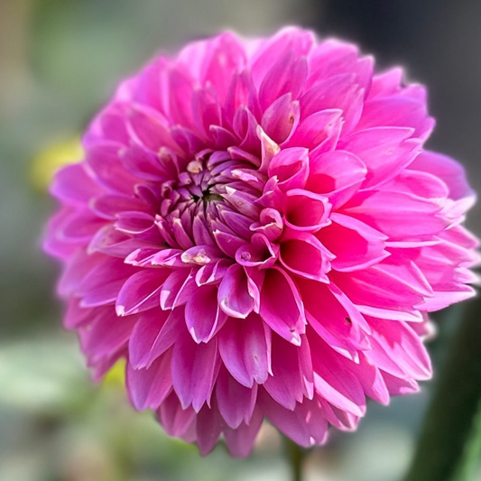 Pink Sylvia  aka Sandra