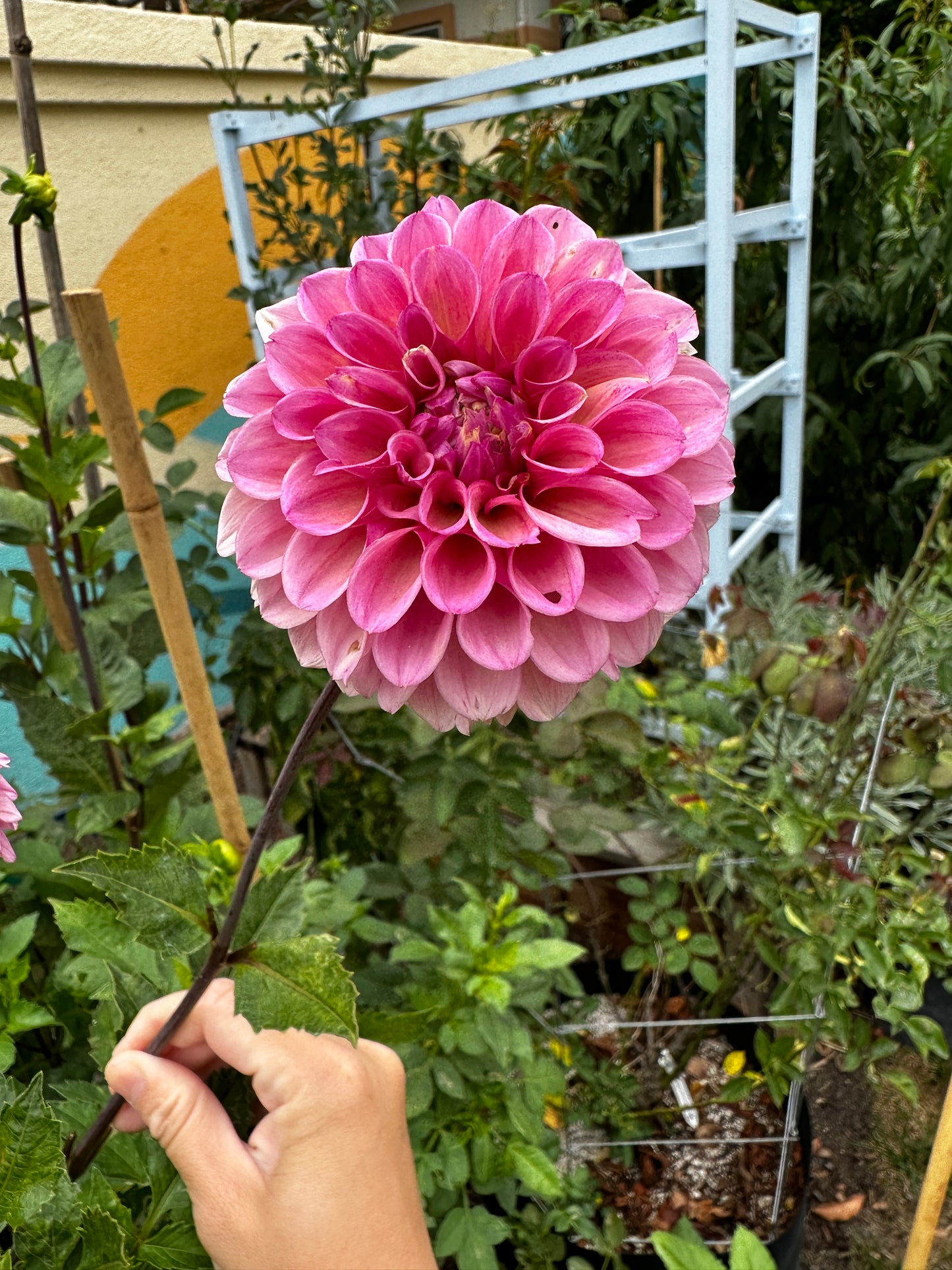 Bracken Rose (US) (small clump)